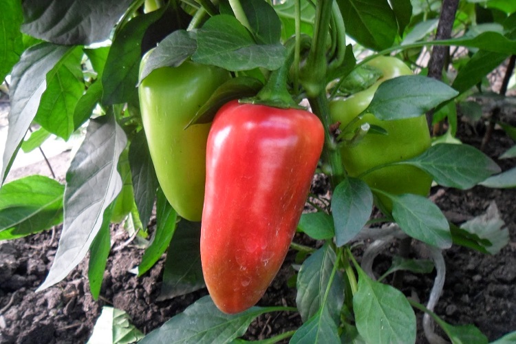 Купец