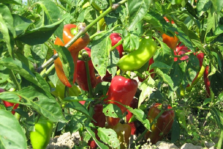 Улов