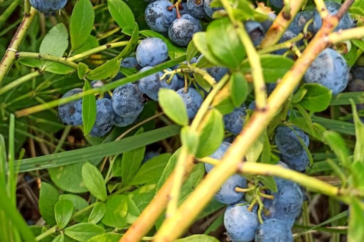 Pomorochka