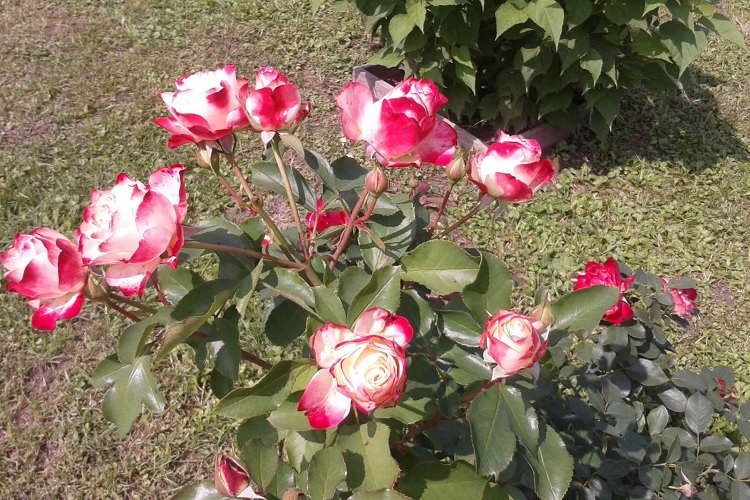 Юбилей принца Монако