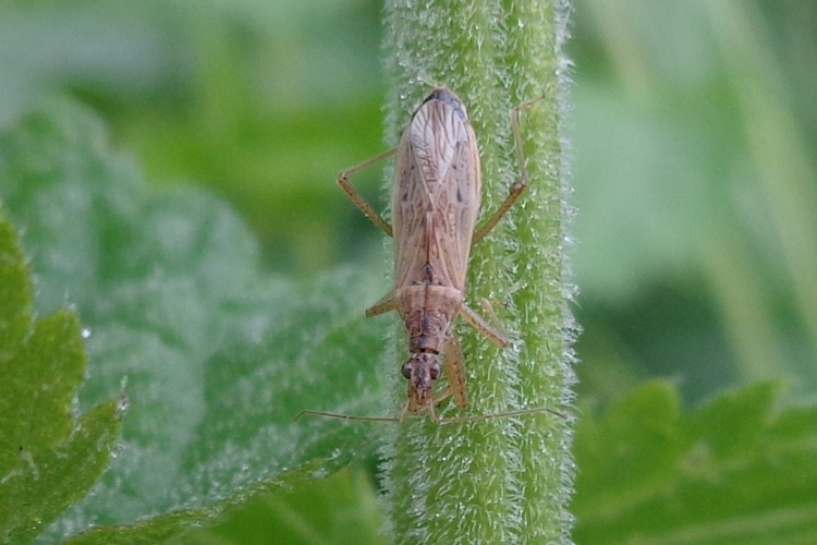 Nabis pseudoferus